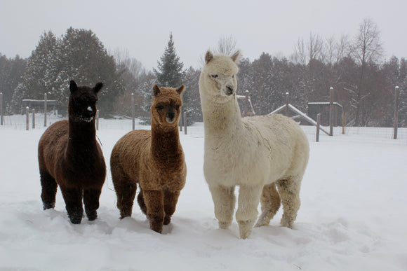 The first winter of a cria's life they get to experience snow.  Not to worry though they are not cold under all that warm fleece.